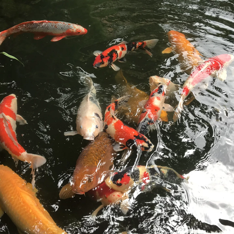 Khởi nghiệp nuôi cá cảnh: Từ đam mê đến mô hình kinh doanh bền vững trong thị trường sinh vật cảnh (Phần cuối)