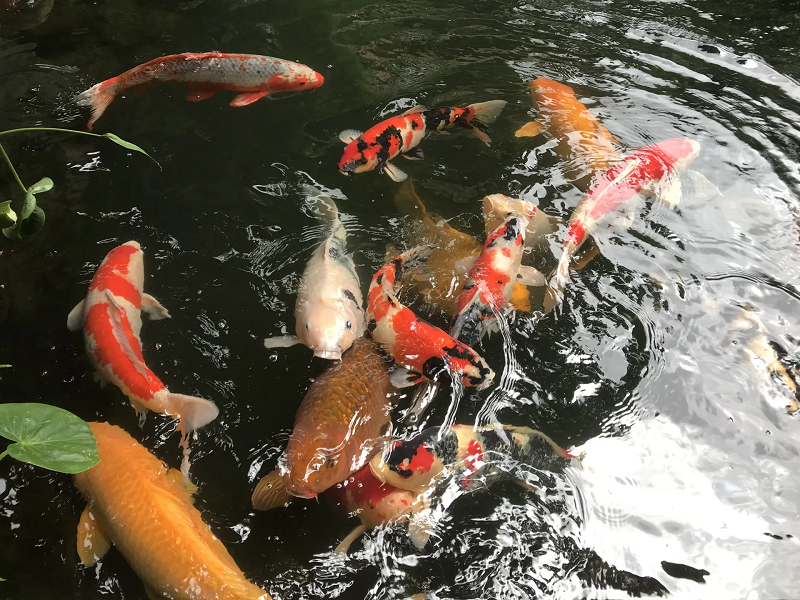 Khởi nghiệp nuôi cá cảnh: Từ đam mê đến mô hình kinh doanh bền vững trong thị trường sinh vật cảnh (Phần cuối)
