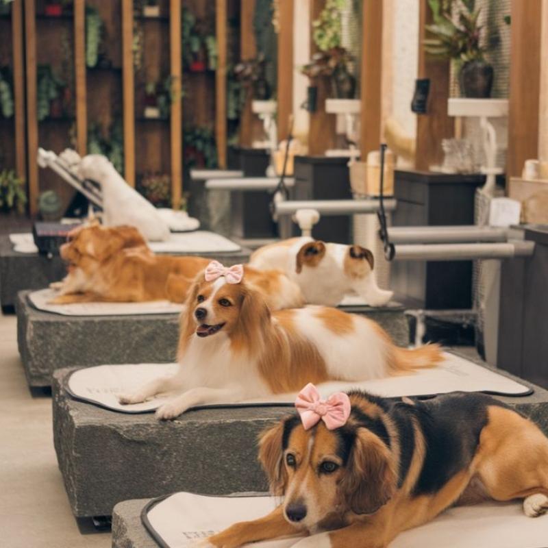 Dịch vụ chăm sóc thú cưng cao cấp