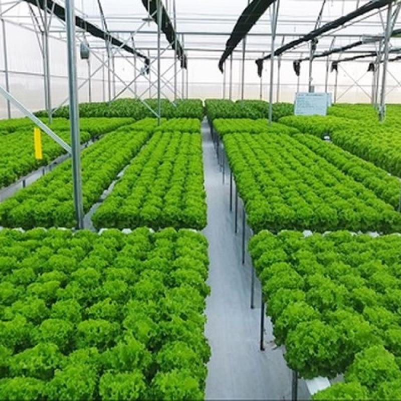 TP.HCM điều chỉnh đề án hỗ trợ khởi nghiệp nông nghiệp tăng hiệu quả kết nối thị trường lớn