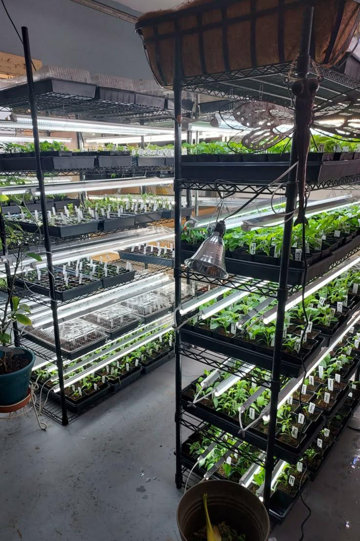 This may contain: an indoor greenhouse filled with plants and seeding trays full of lettuce